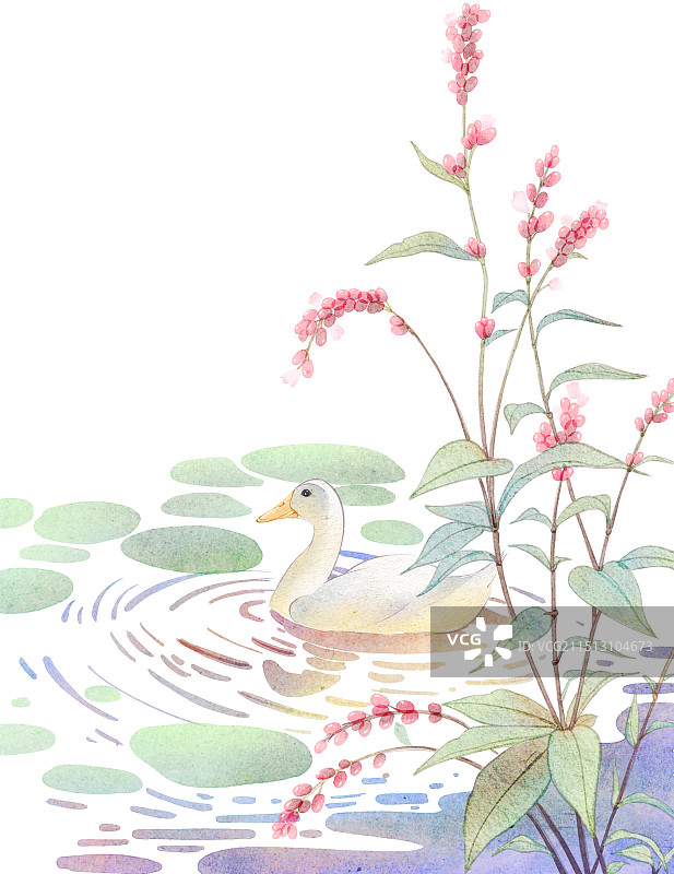 青芜与红蓼，岁岁秋相似图片素材