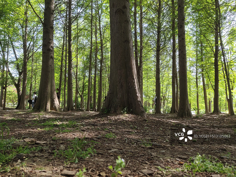 向上拔节图片素材