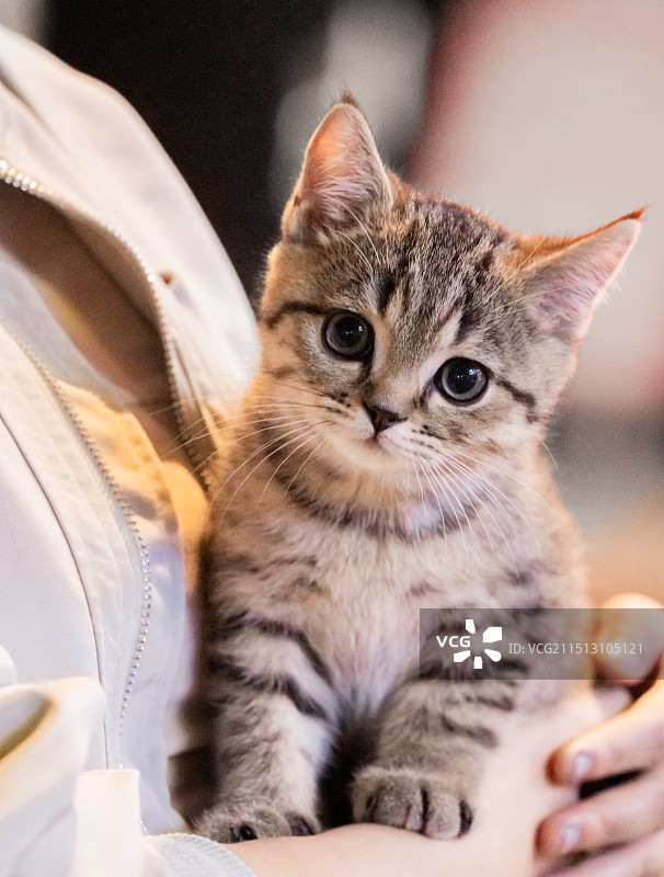 狸花猫图片素材