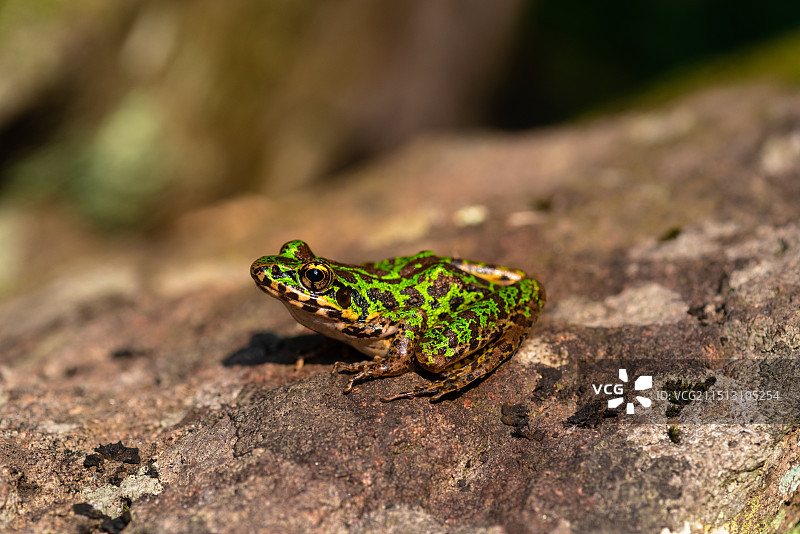 天目臭蛙图片素材