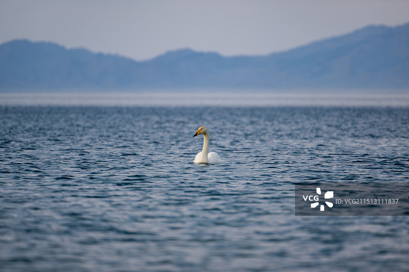 新疆赛里木湖中的大天鹅Cygnus cygnus图片素材