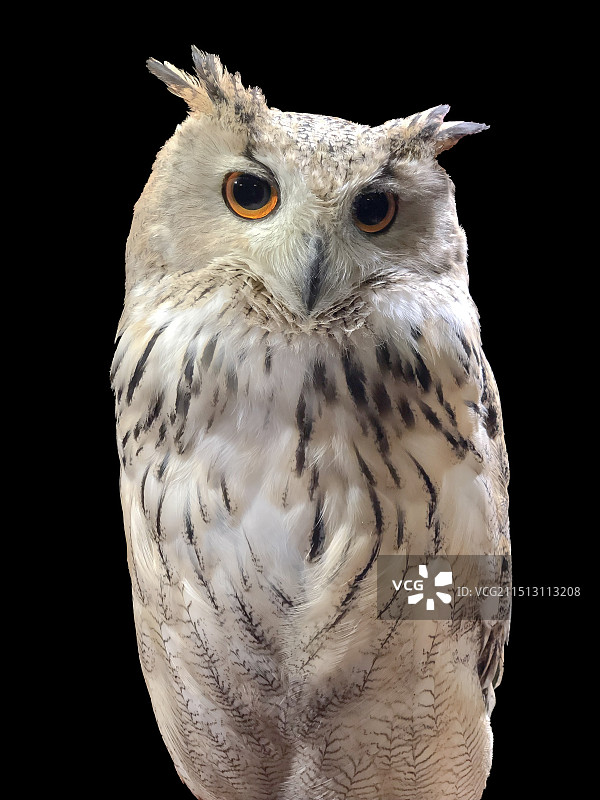 一只猫头鹰-黑色背景图片素材