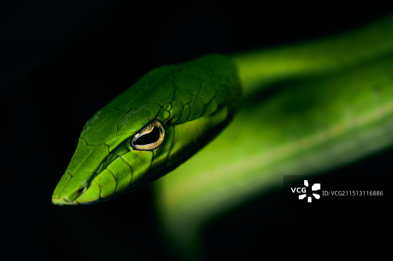 绿瘦蛇生态照片图片素材