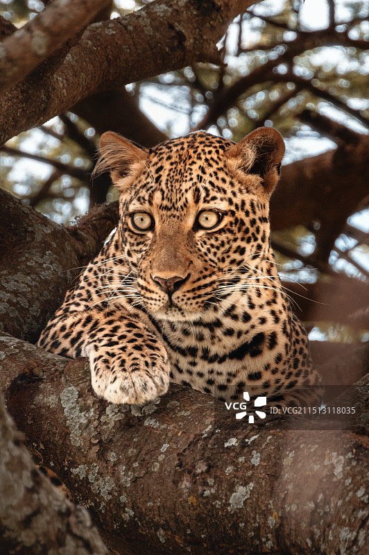 树干上的豹子特写镜头图片素材