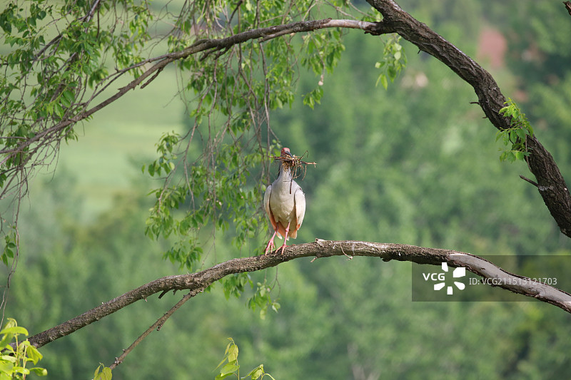 陕西汉中洋县朱鹮图片素材
