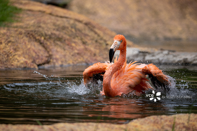 沈阳森林动物园图片素材