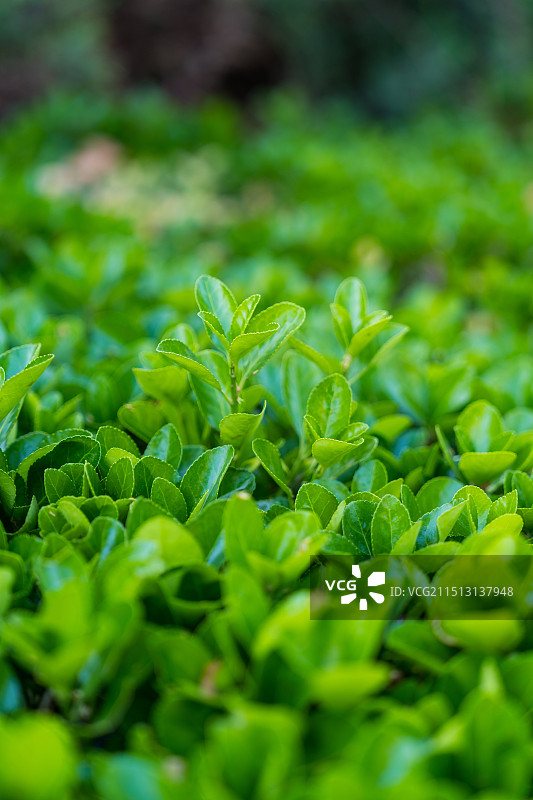 怒放生长的绿色植物图片素材
