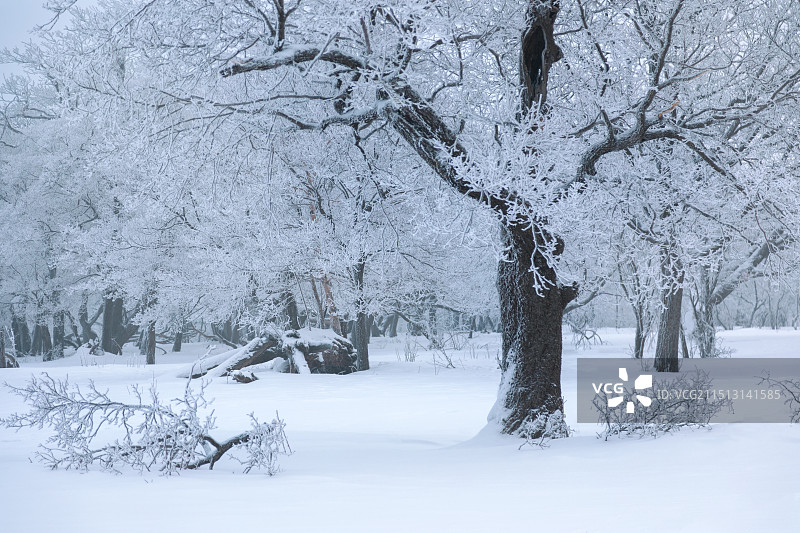 雪地上的树木图片素材