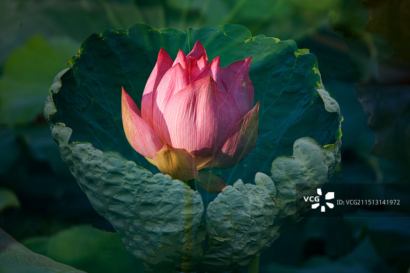 卷叶藏荷图片素材