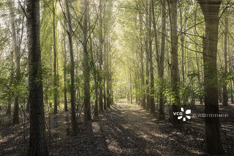 山西的小树林图片素材