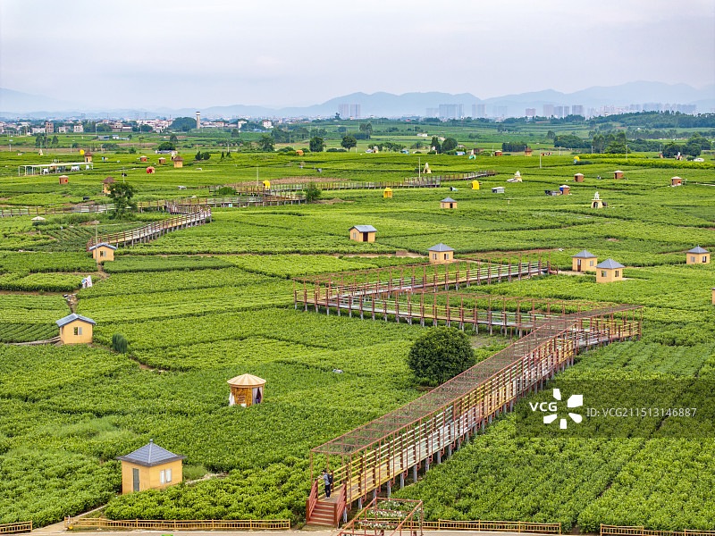 广西南宁横州市中华茉莉园茉莉花种植基础图片素材
