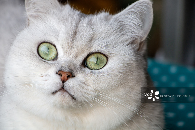 盯着镜头看的银渐层宠物猫特写图片素材