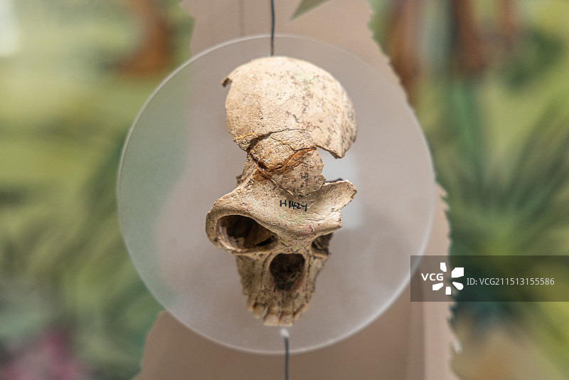 前仰韶第三期文化遗存 金丝猴颅骨（残） 2002年宝鸡关桃园遗址H142图片素材