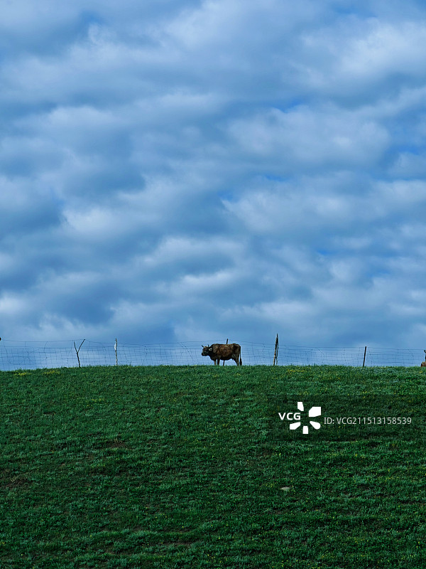 牛草原云朵新疆图片素材