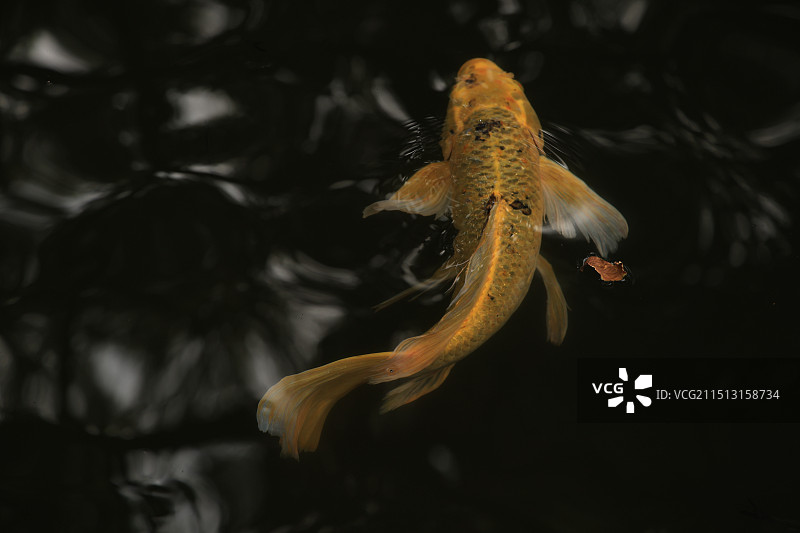 西湖郭庄的金色锦鲤图片素材