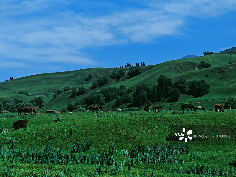 那拉提草原牛马图片素材