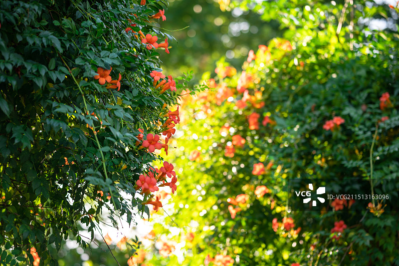 夏日的凌霄花瀑布图片素材