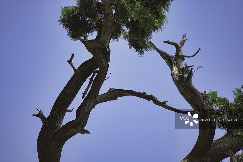 洪洞广胜寺里的侧柏图片素材