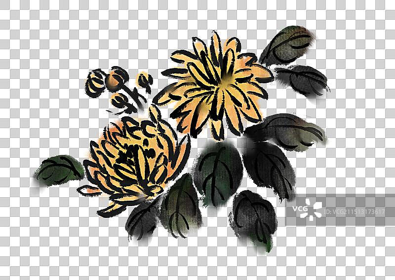 中国传统节日重阳节古风国画写意菊花元素图片素材