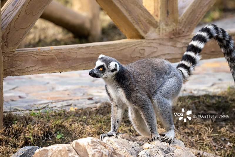 沈阳森林动物园图片素材