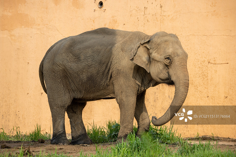 沈阳森林动物园图片素材