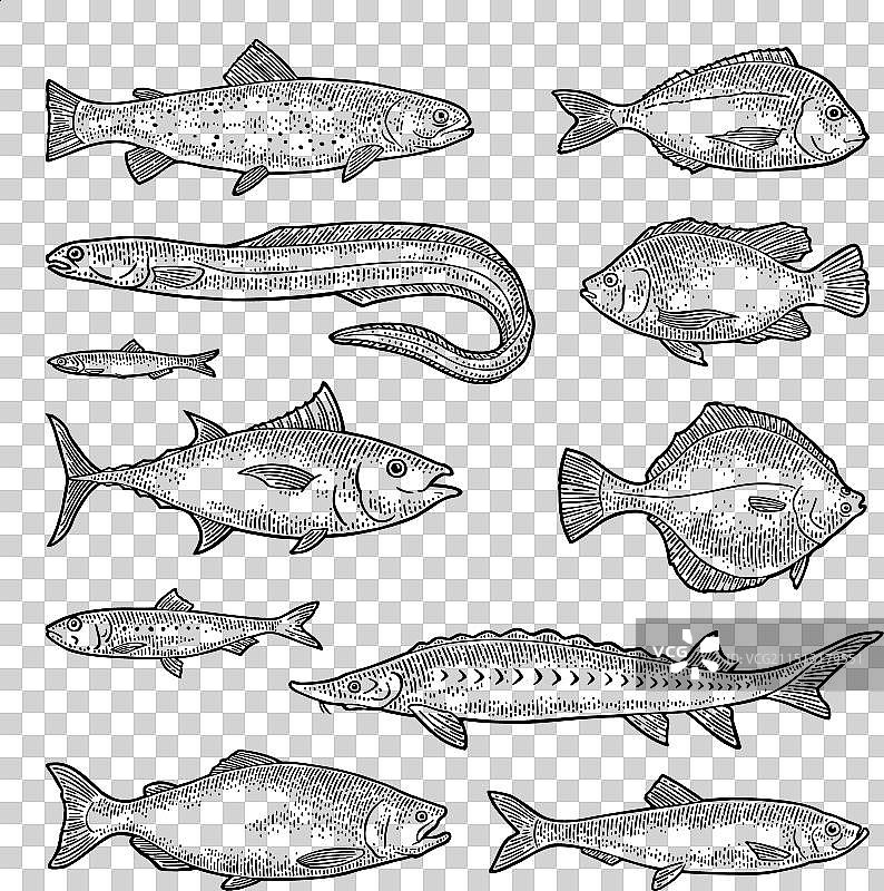 各种新鲜鱼类雕刻图片素材