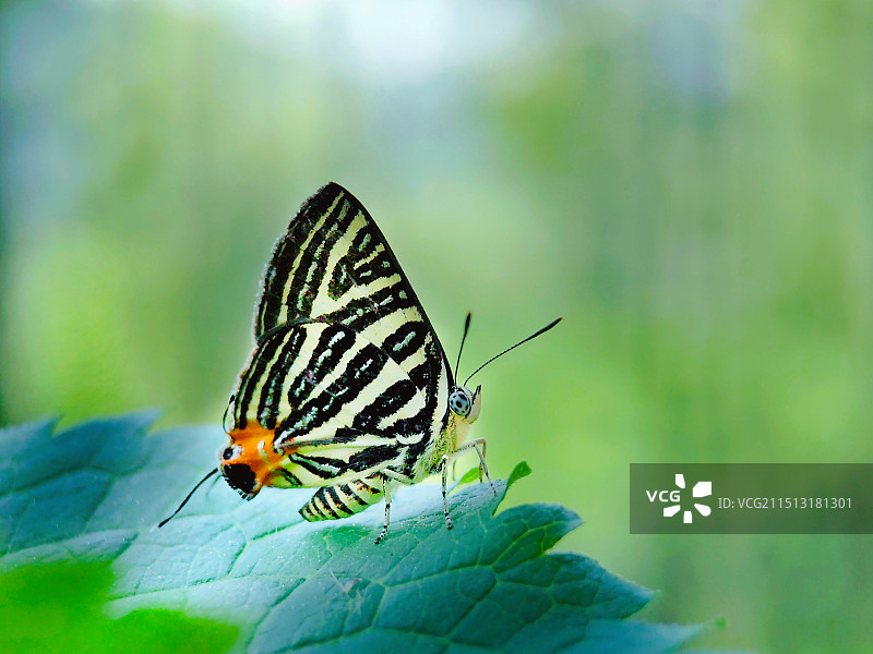 蝴蝶在叶子上的特写镜头图片素材