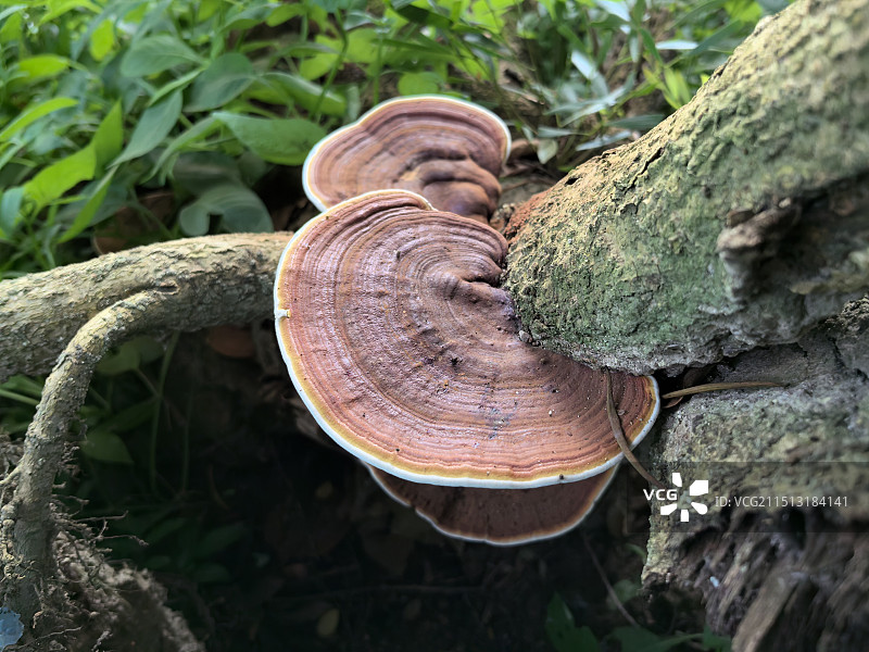 深圳沙鱼涌树林小景图片素材