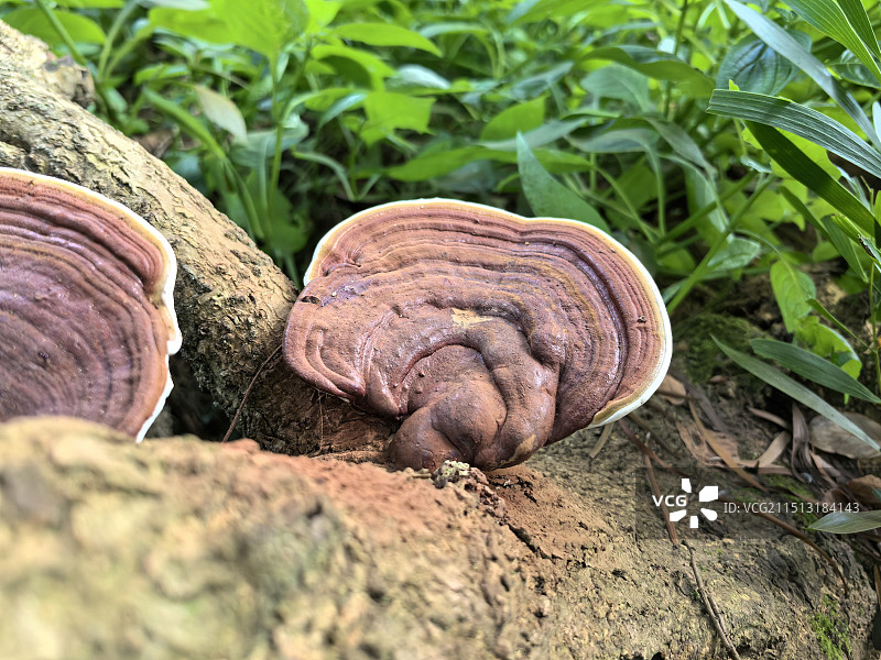 深圳沙鱼涌树林小景图片素材