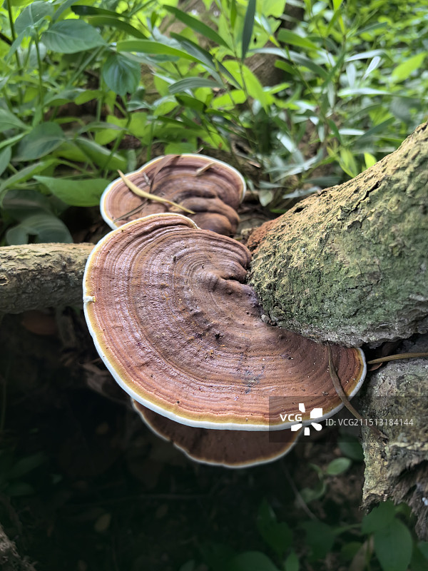 深圳沙鱼涌树林小景图片素材