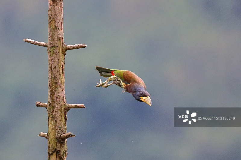 大拟啄木鸟图片素材