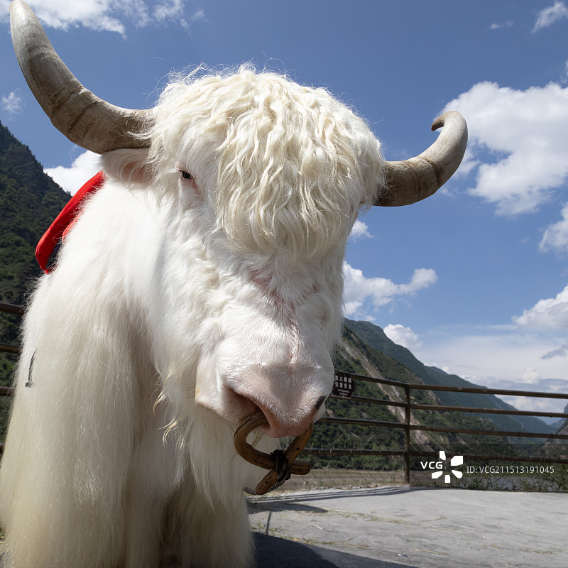 藏区白牦牛图片素材