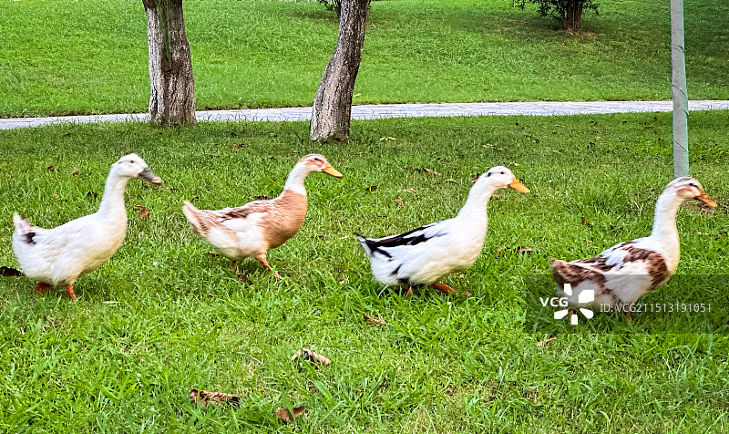 草地上的鸭子图片素材