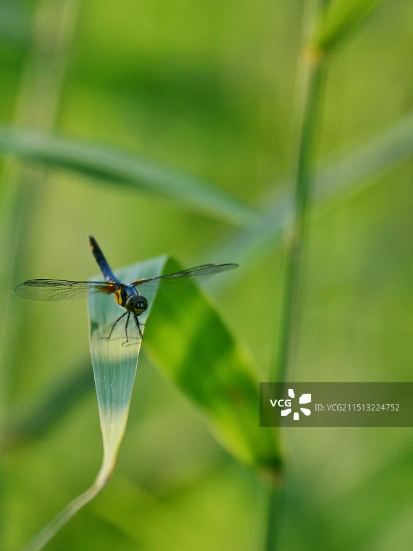 蜻蜓图片素材