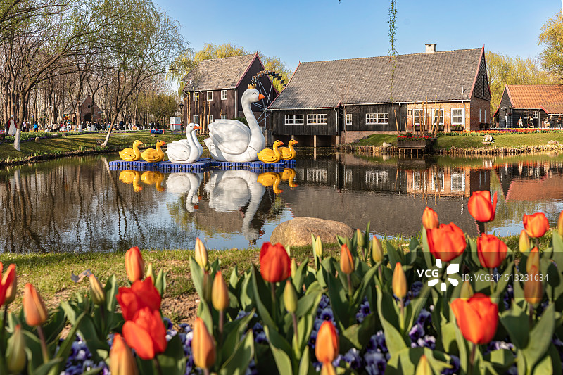 南京绿博园-郁金香图片素材