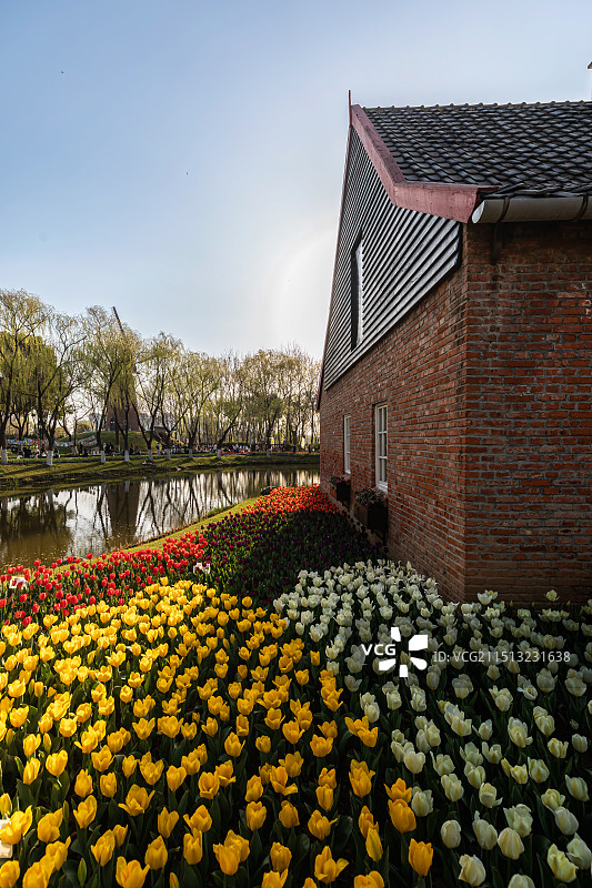 南京绿博园-郁金香图片素材