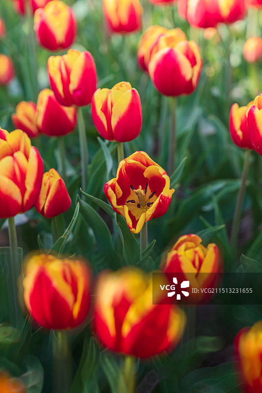 南京绿博园-郁金香图片素材