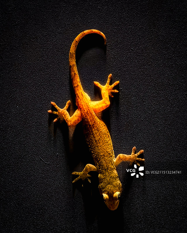 灯柱上的壁虎图片素材