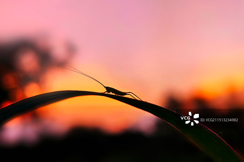 黄昏·螽斯图片素材