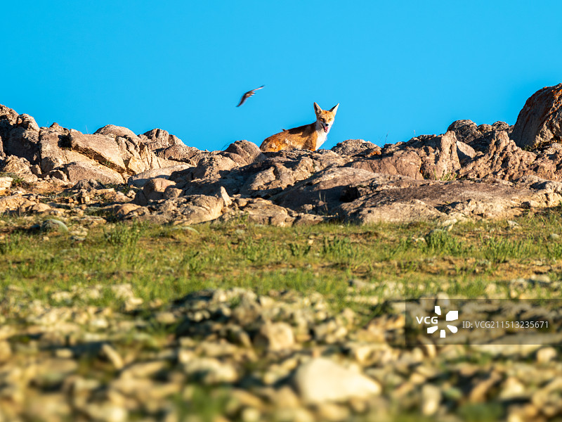 好奇的小狐狸图片素材