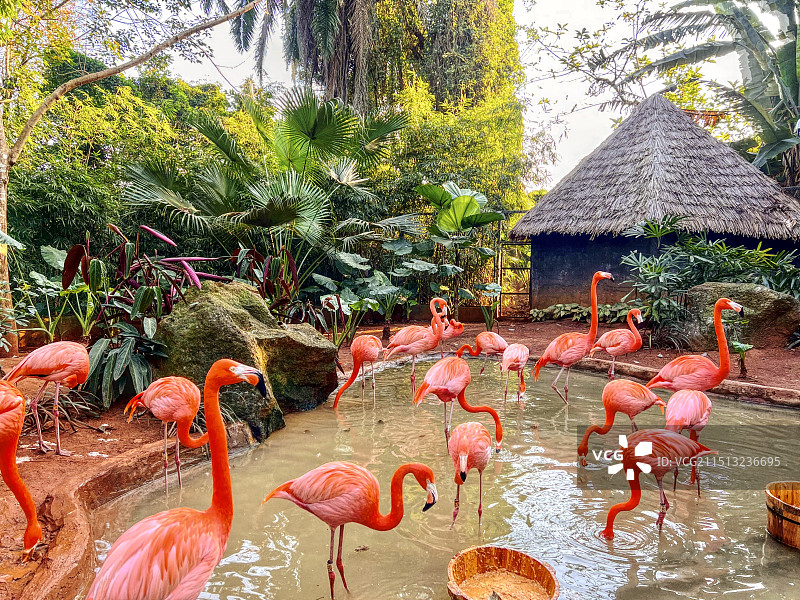 海口海南热带野生动植物园图片素材