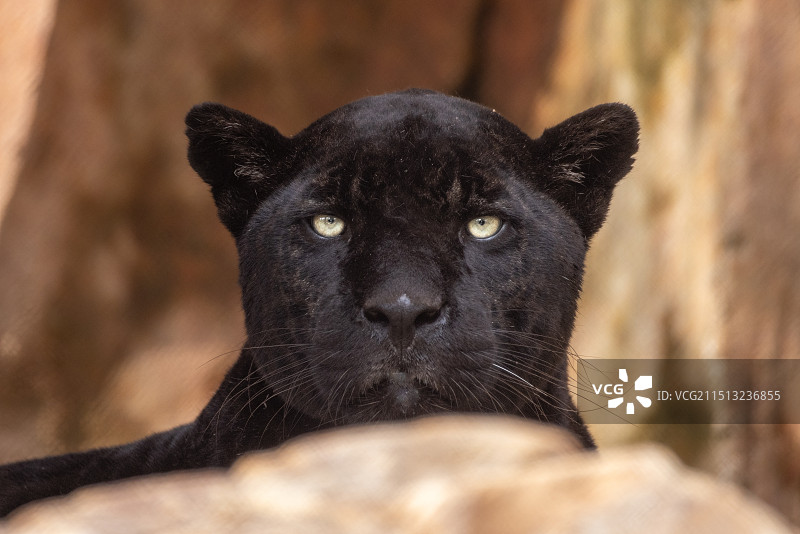 沈阳森林动物园图片素材