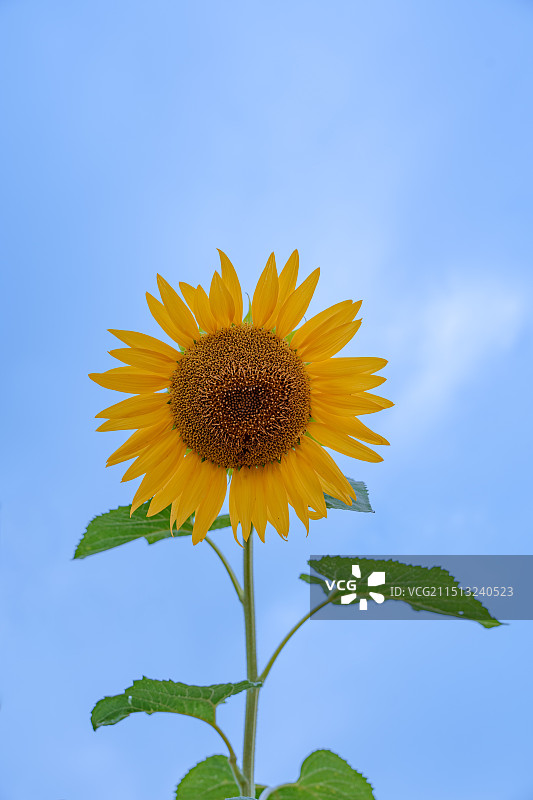 向日葵的花语图片素材