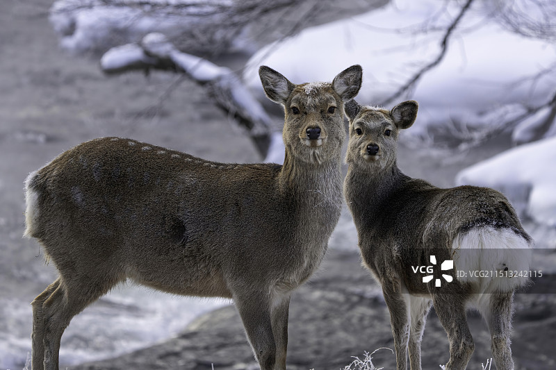 两只梅花鹿图片素材