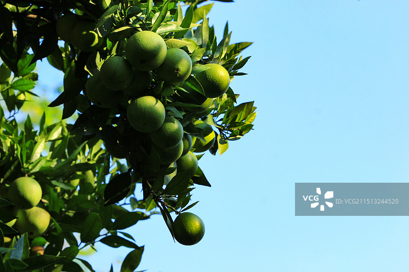 秋天柑橘树上的果实图片素材