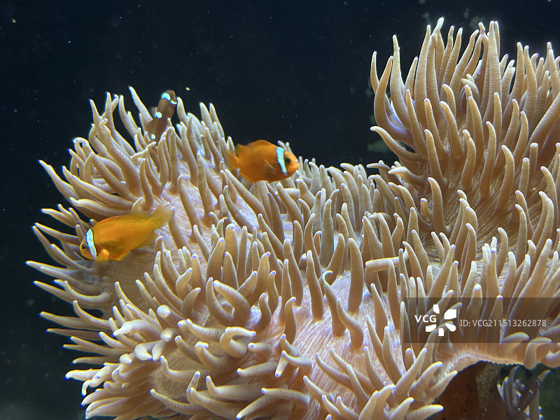 海葵鱼图片素材