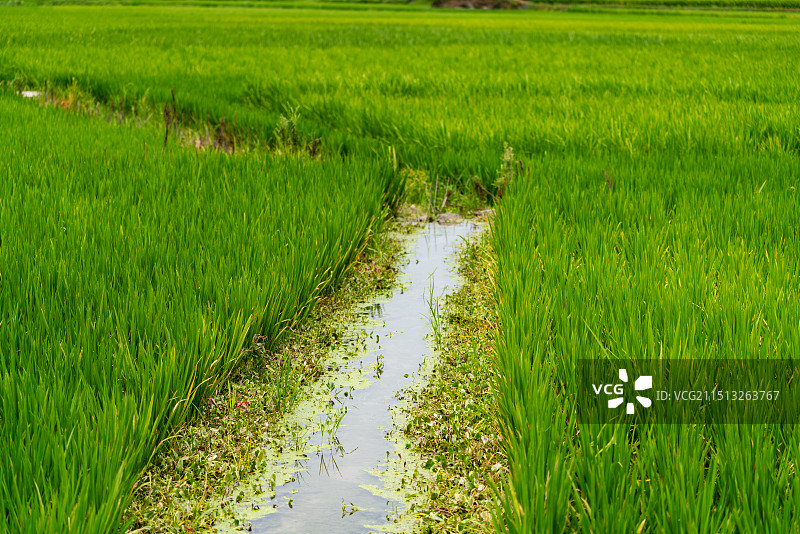 夏日群山山间的乡村田园图片素材