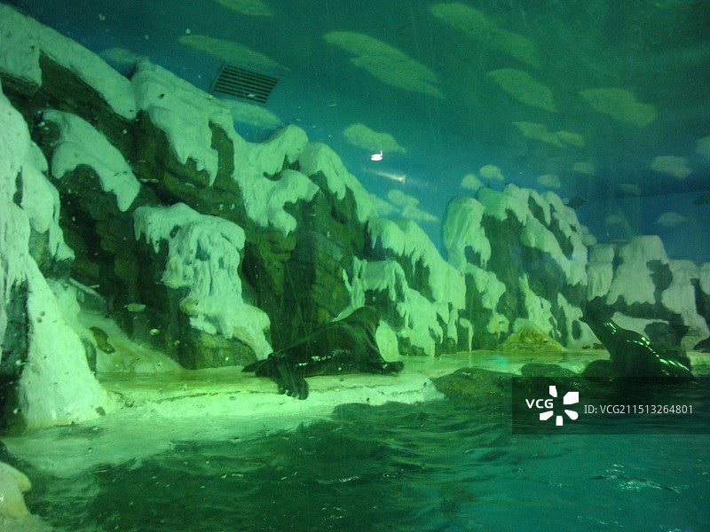 大连市老虎滩海洋公园—老虎滩极地馆图片素材