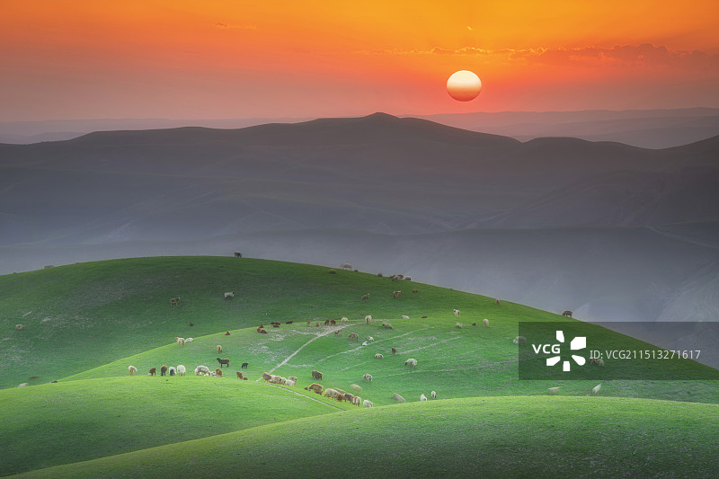 夕阳下的伊里草原羊群图片素材