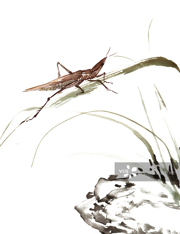 秋季的蚂蚱图片素材